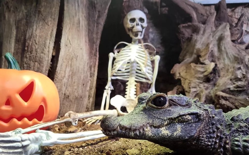 🐊 소형 동물원 생말로 (미크로 주 생말로)